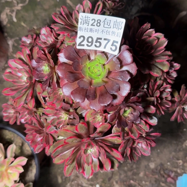 29575紫霞不包断枝