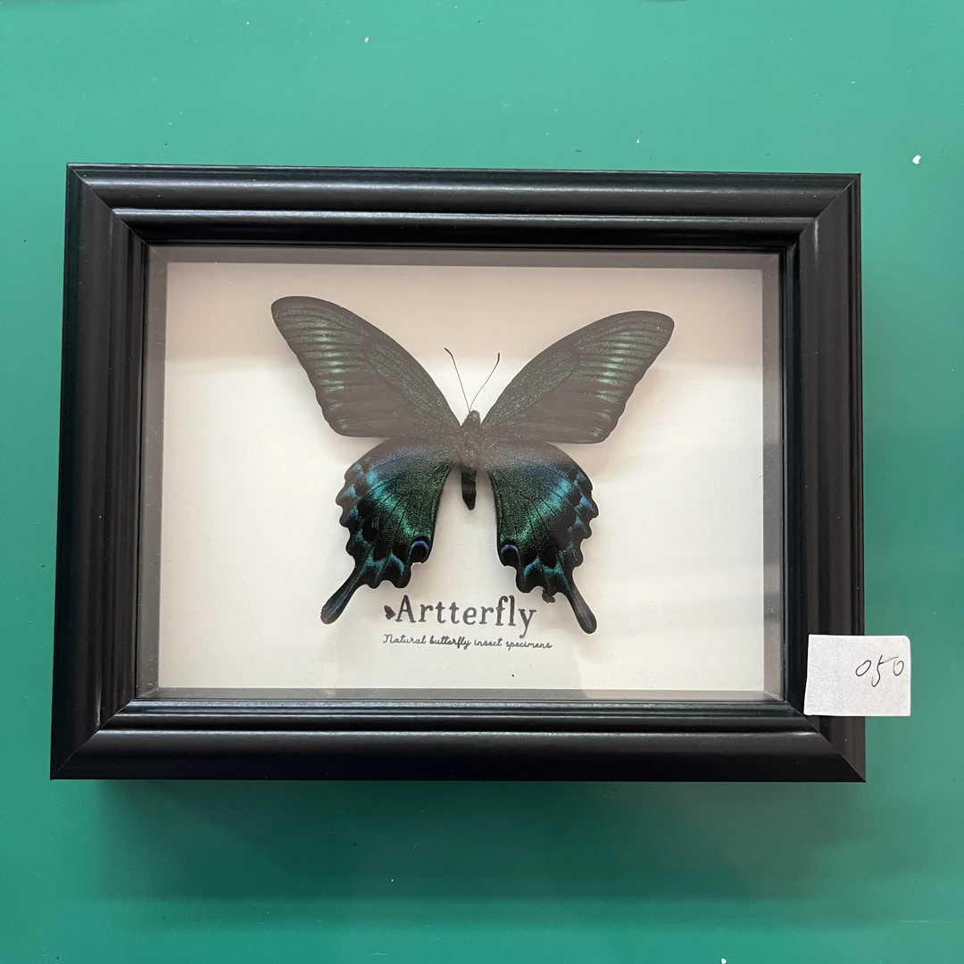 蝴蝶标本专拍050