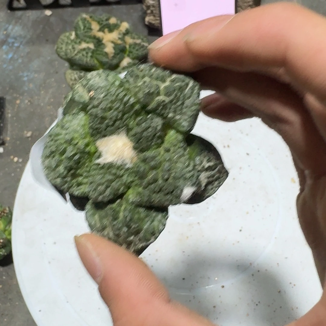 看***看425号仙人球有根了