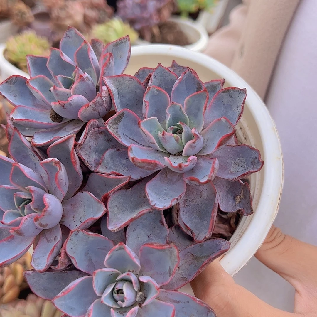 小叶赫拉 多头群生