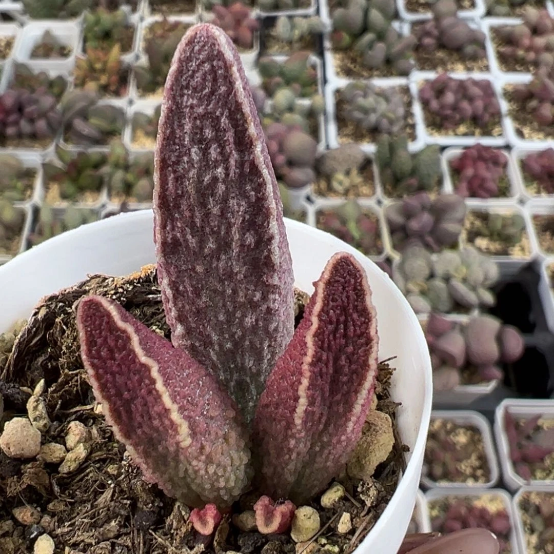 财神大苗多肉植物水泡