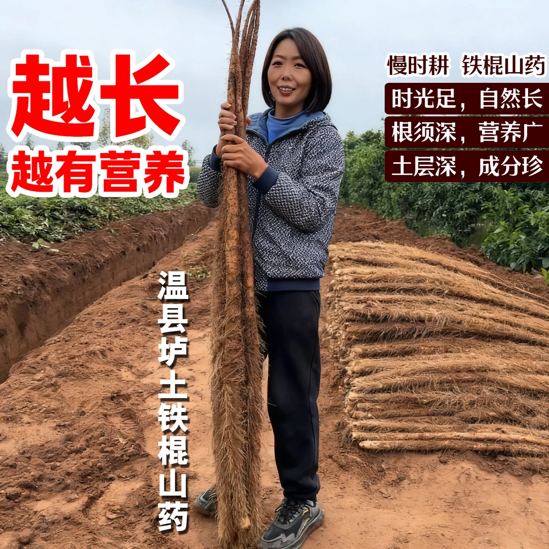 慢时耕【越长越有营养】垆土铁棍山药河南焦作温县淮怀现挖新鲜