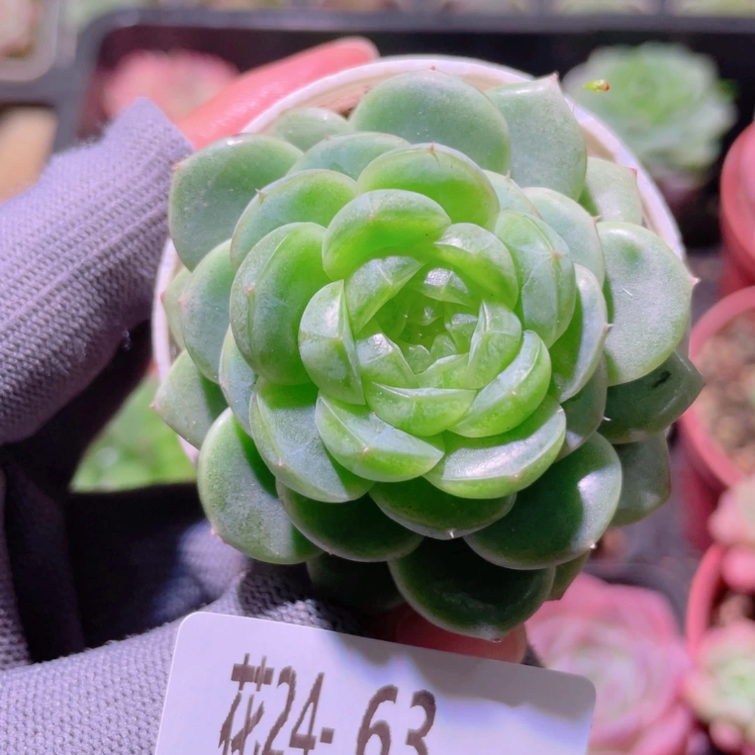 花利美24-63霜雪