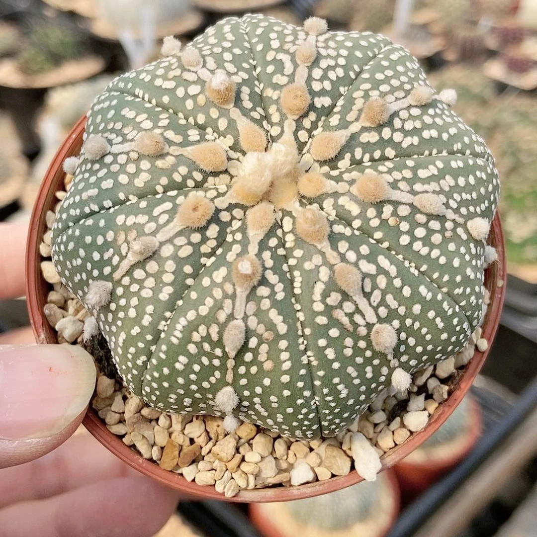 仙人球 兜 实生 7cm