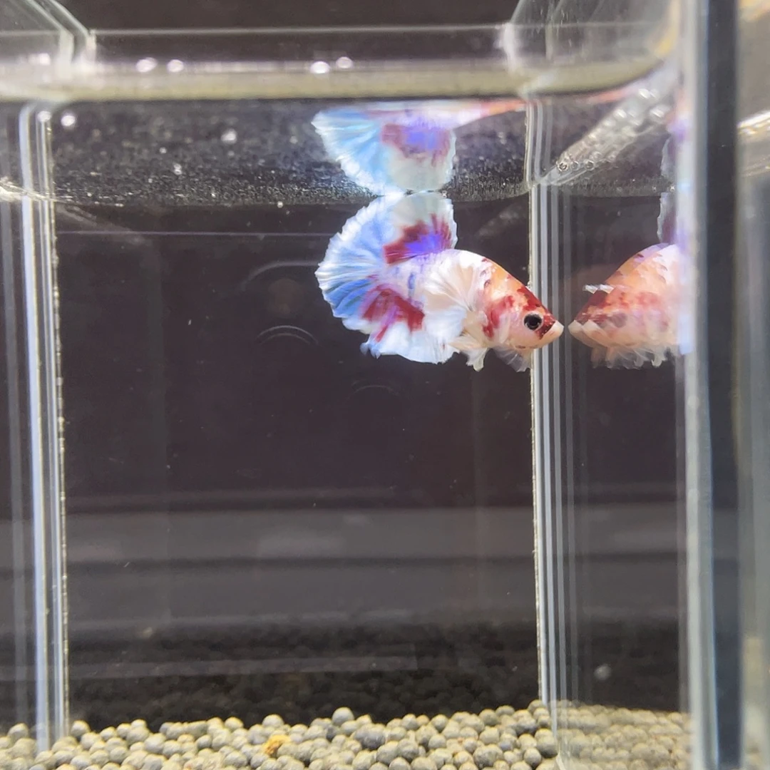 斗鱼36号小清新大耳漫画公