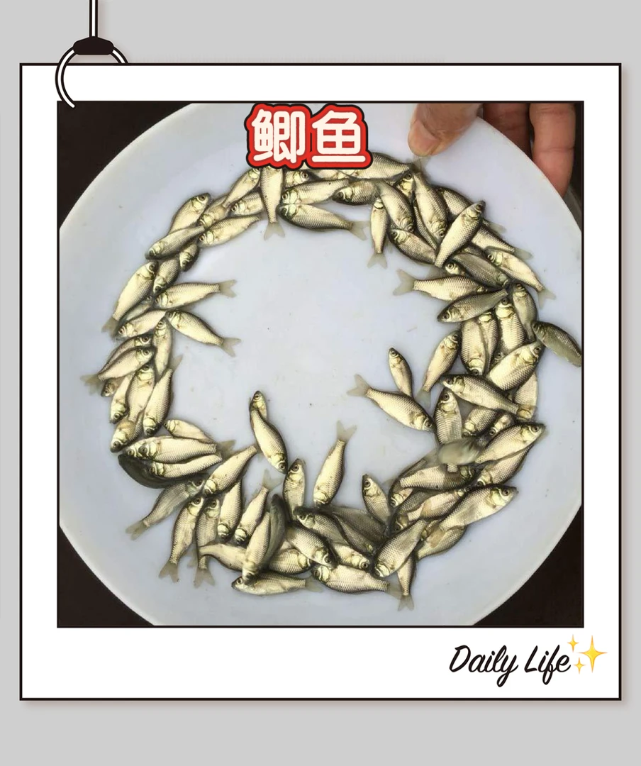 中科5号鲫鱼观赏鱼包邮