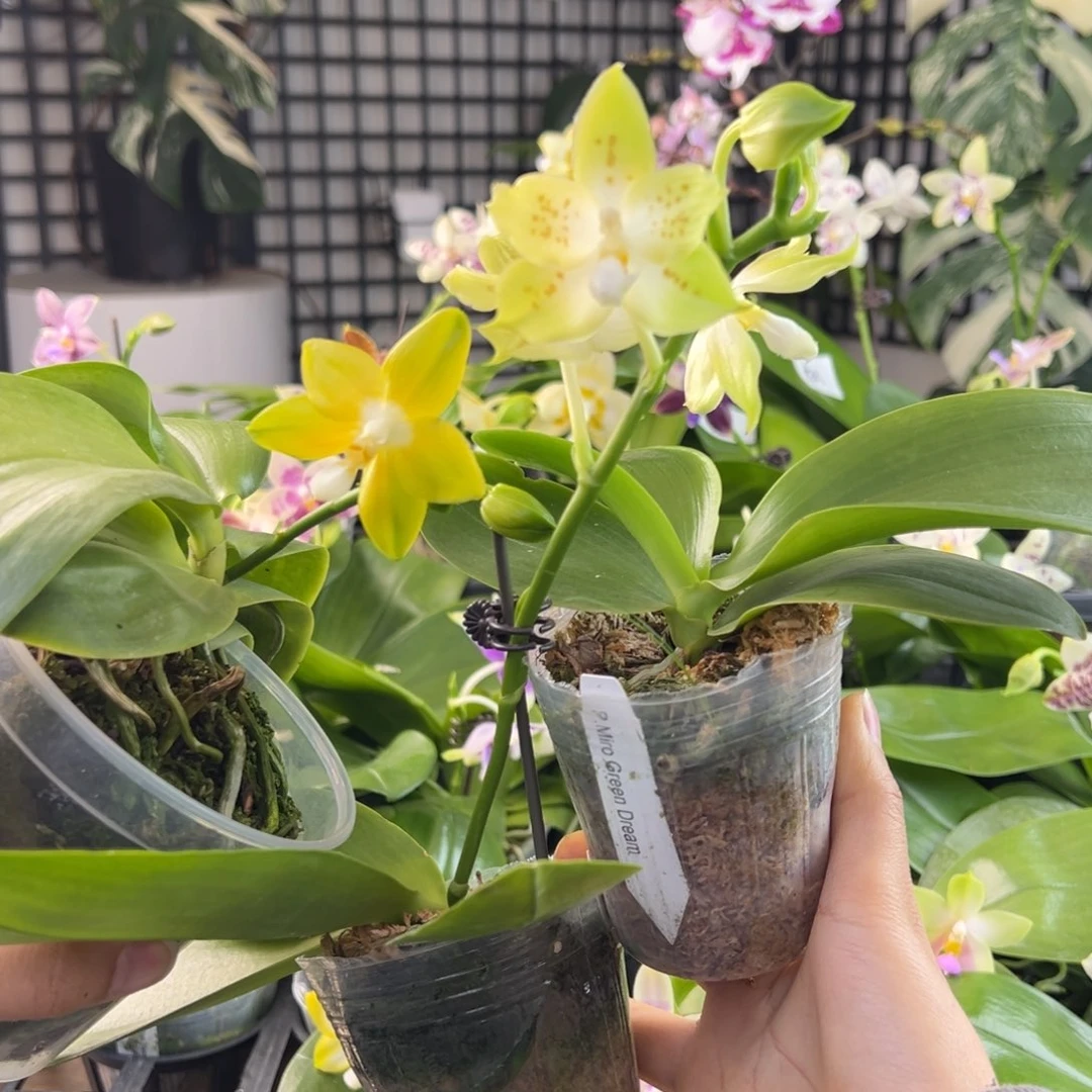 完全开放A065，三颗，紫爷专拍