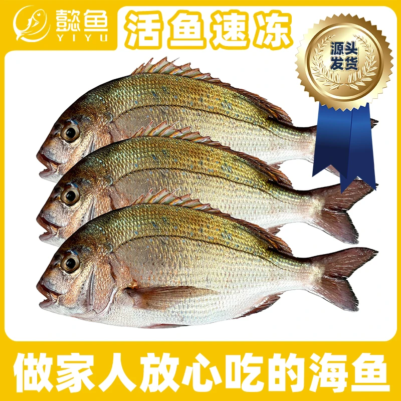 懿鱼【到手三条4斤】蓝点真鲷鱼捕鱼海鲜日料家宴蓝点真鲷顺丰冷链