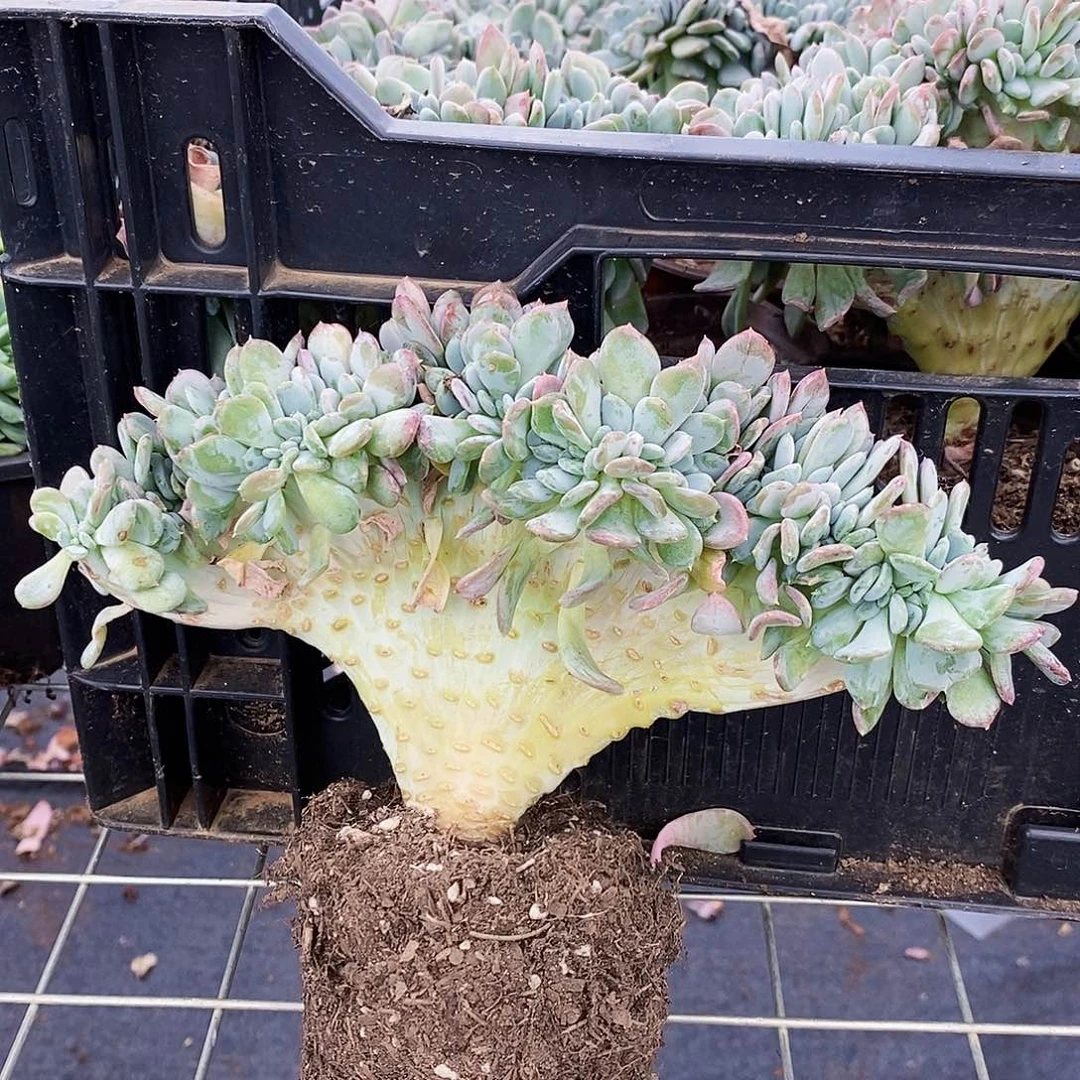 玛瑙缀化整桩整板子