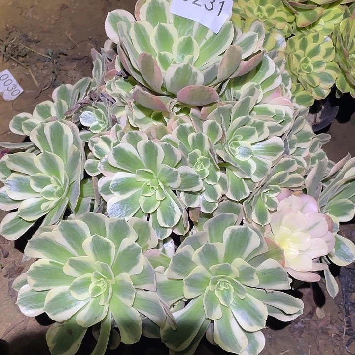 多肉植物法师231妖月