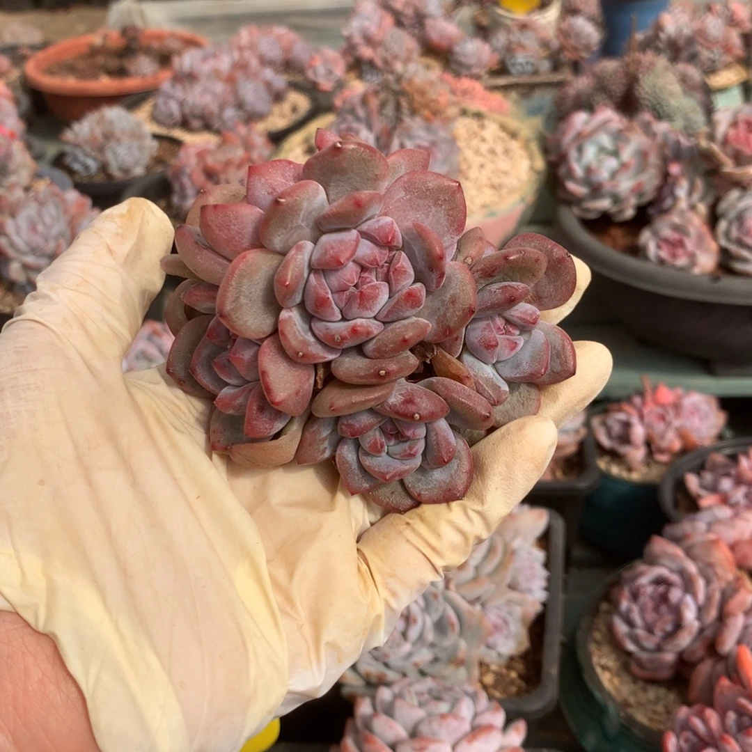 无花朵哈哈哈哈哈哈哈哈20
