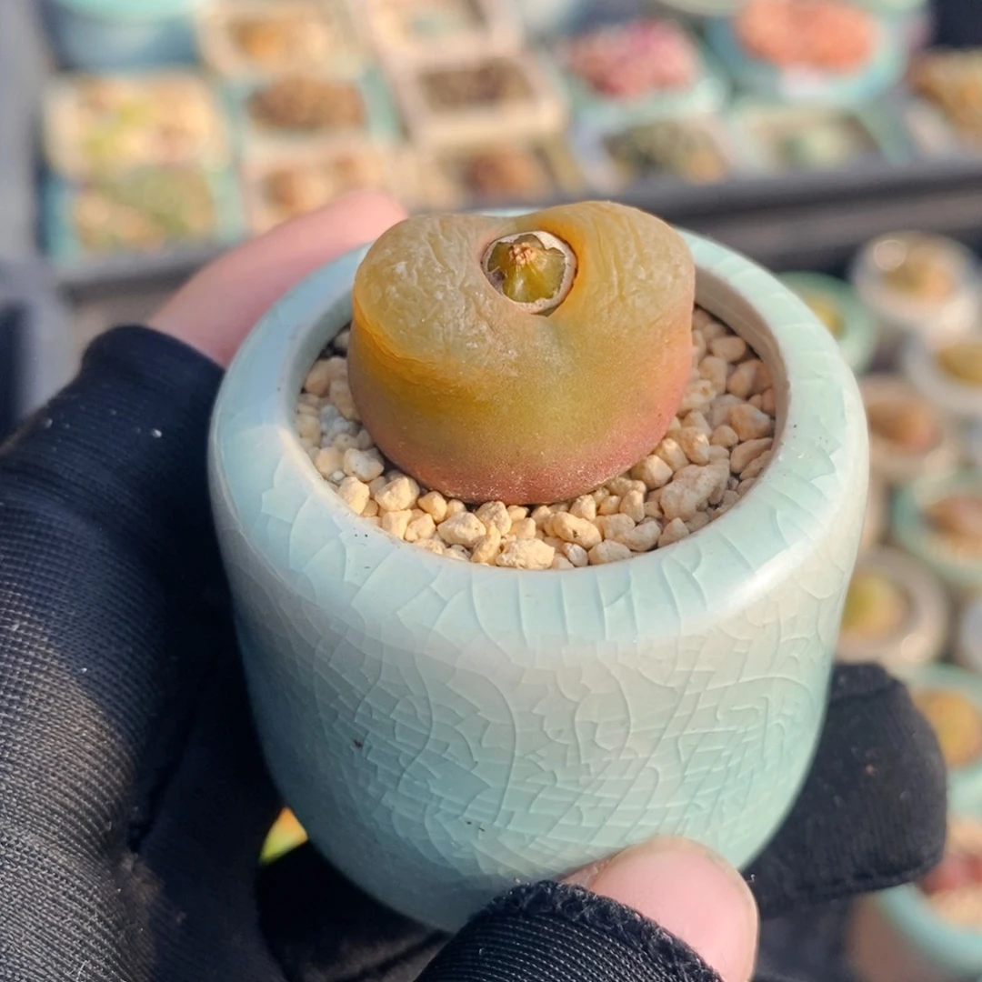 2631-一物一拍 带盆