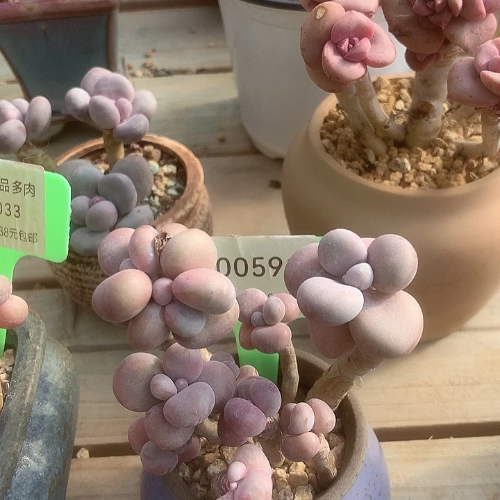 00591，不哭咯哦小蜗牛