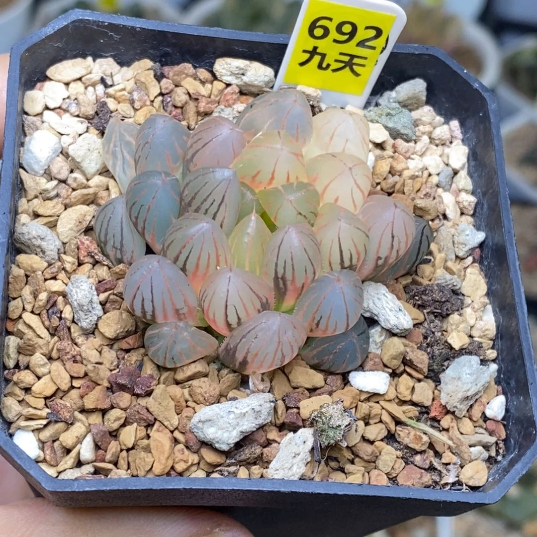 692号糊斑霓虹灯玉露锦
