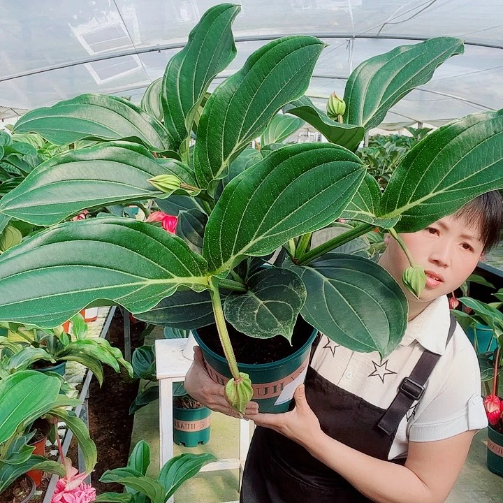 用****7宝莲灯开花开花