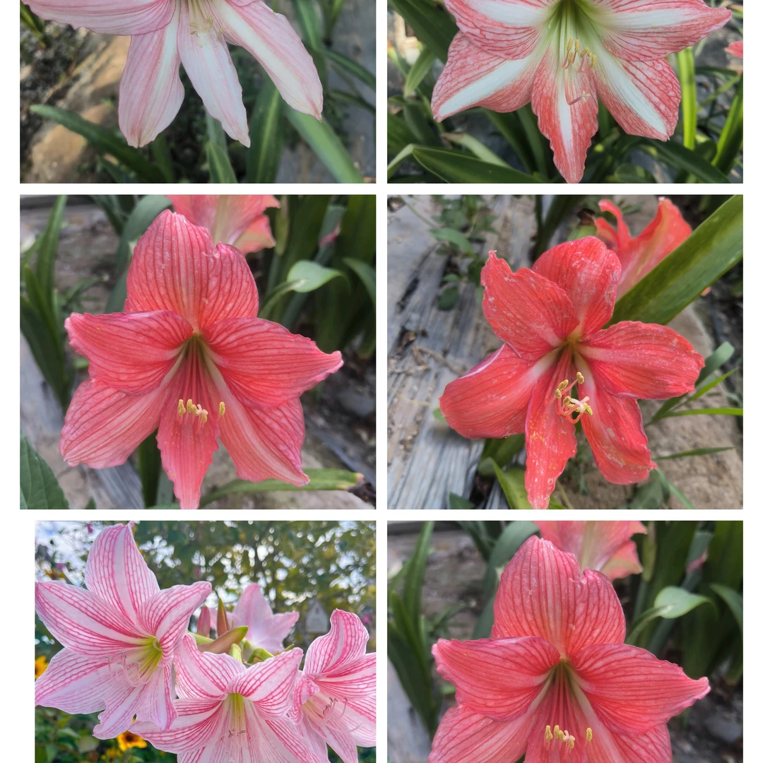 白肋朱顶红 杂交混种苗，粉色系单瓣，4-5厘米球茎