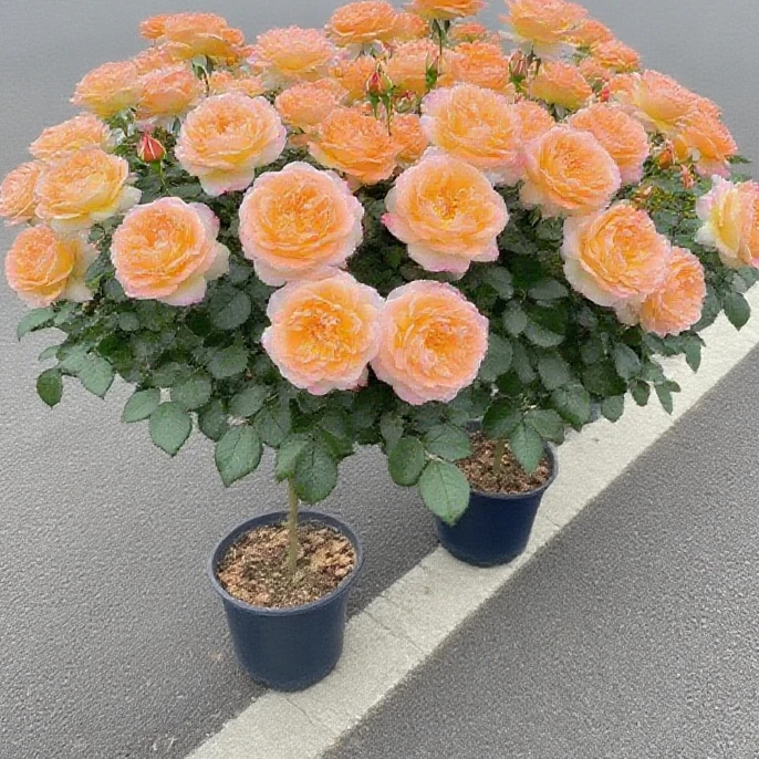 果汁树桩1.5公分左右月季棒棒糖四季开花适合种花阳台庭院种植