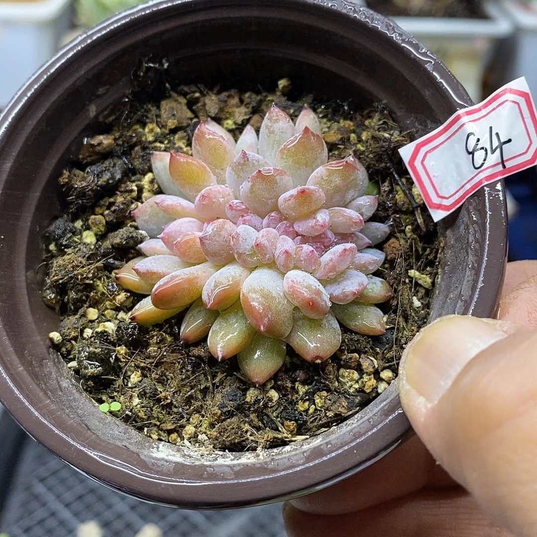 2384 星影缀化多肉