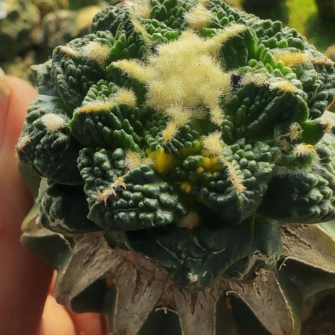 龟甲锦375仙人球