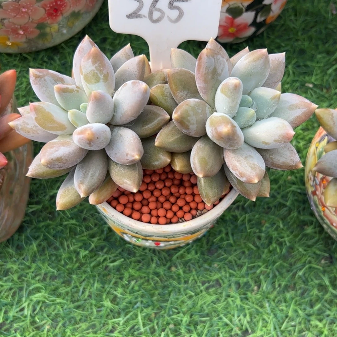 木***易双头哥特多肉植物