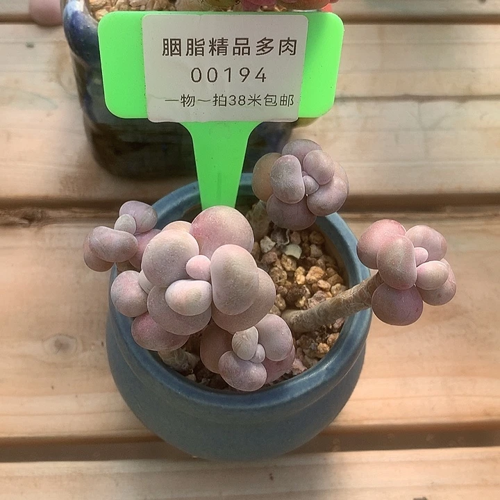 00194咯托福来咯璐璐了