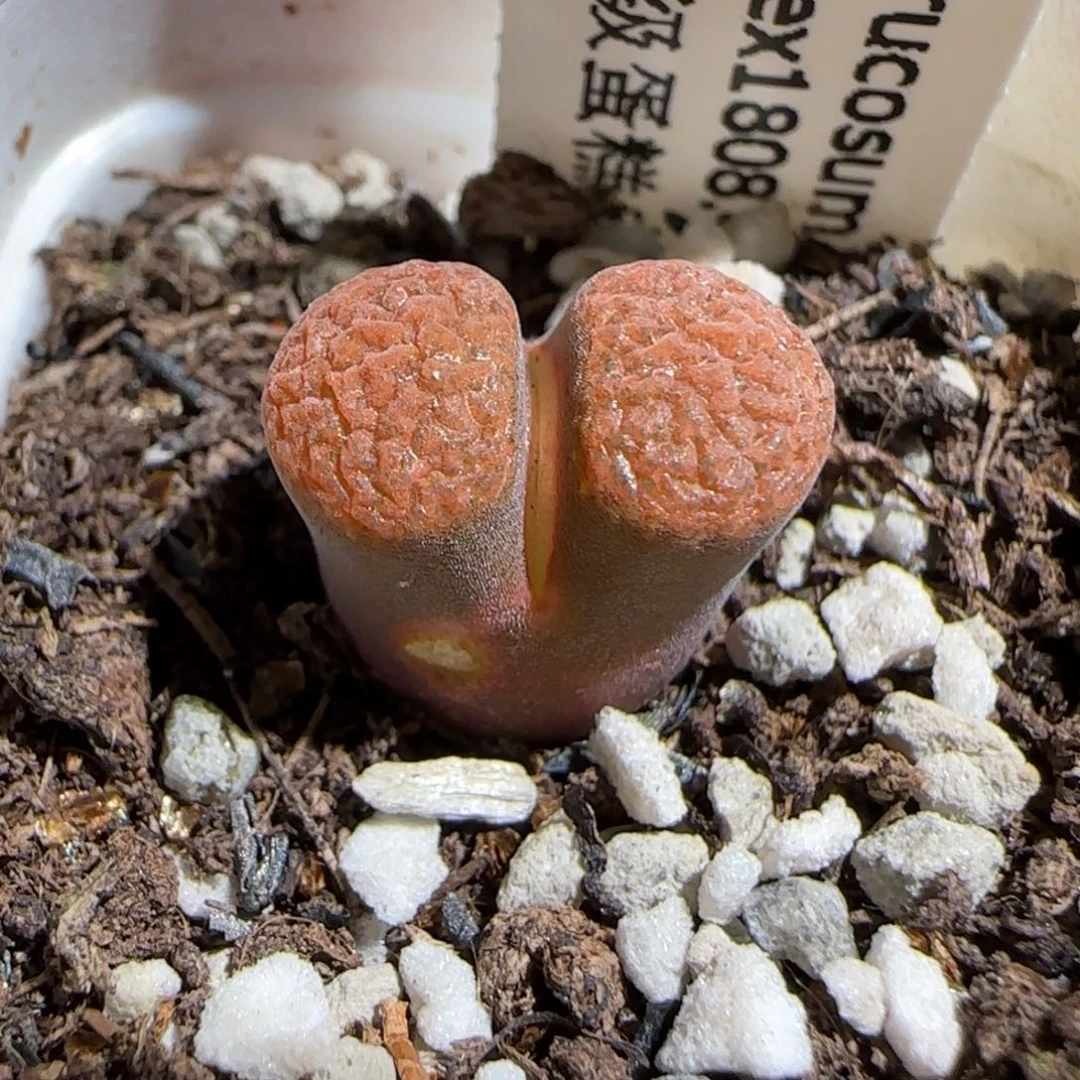 肉锥多肉植物组合-超级蛋糕有疤1393