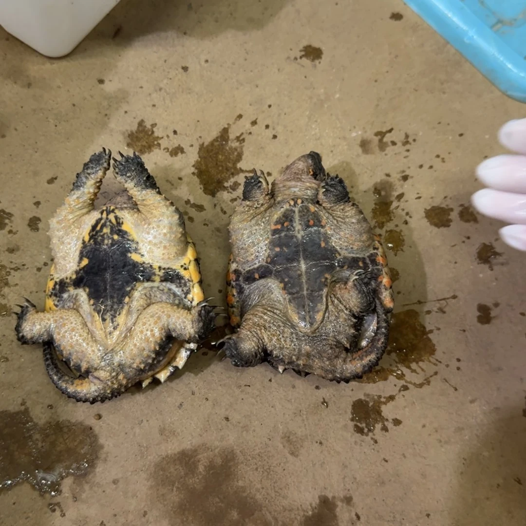 广***具不分公母小鳄龟编号99，编号67，福利价瑕疵，退单拉小黑屋