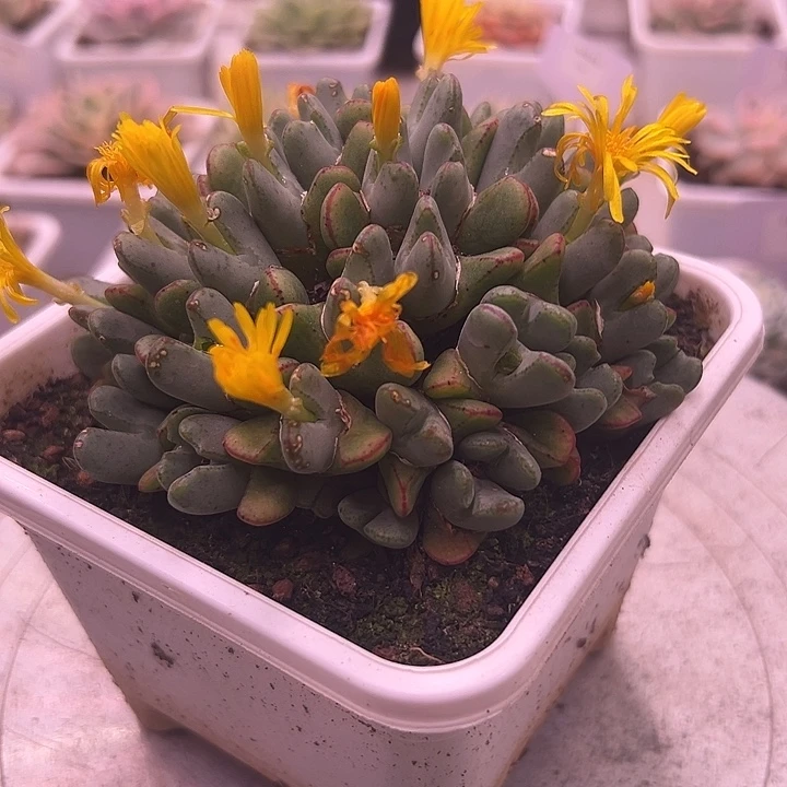1047号少将多肉植物