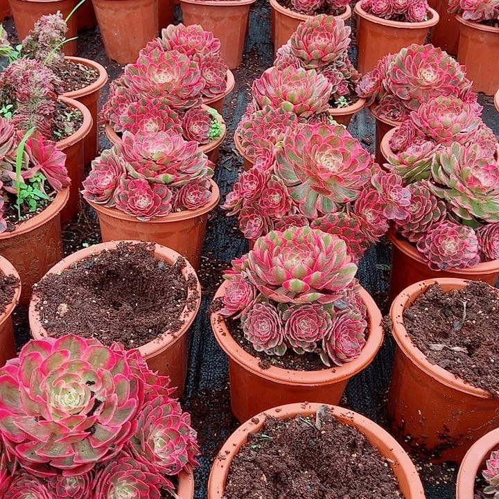 赤子心黑盆多肉植物大战