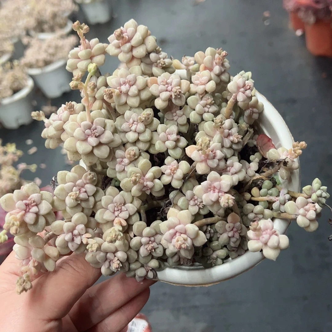 丸叶姬秋丽整桩无砍