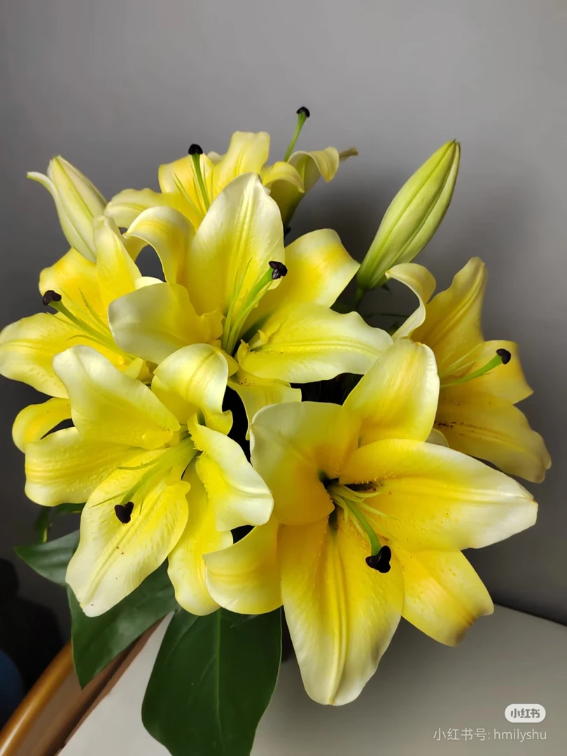 黄金城香水百合（一单中通）