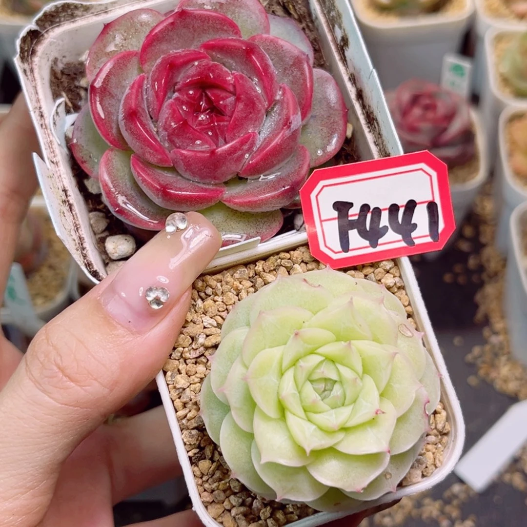 ?****?F441月影虾饺和国色芳华