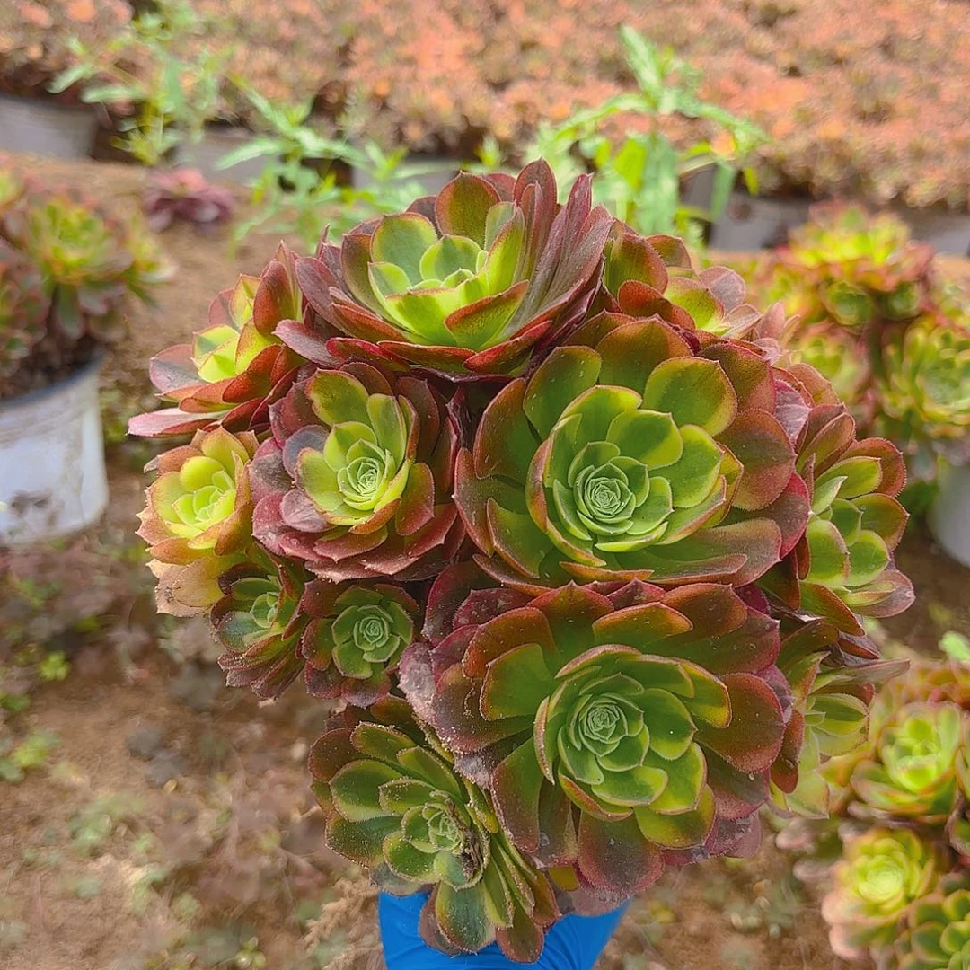 奶白老庄多肉植物