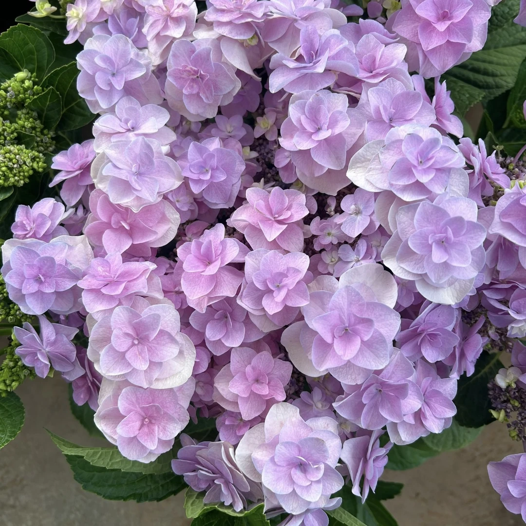 头花绣球盆栽带花苞四季开花适合室内外种植花卉植物