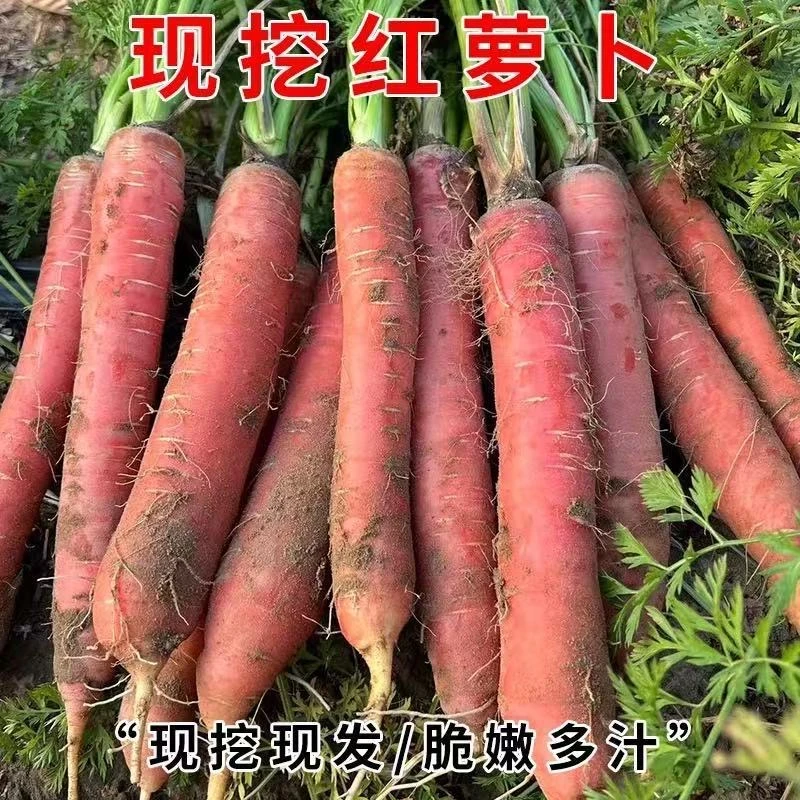正宗陕西沙地水果萝卜透心红脆嫩甜可生吃时令蔬菜水果新鲜现挖