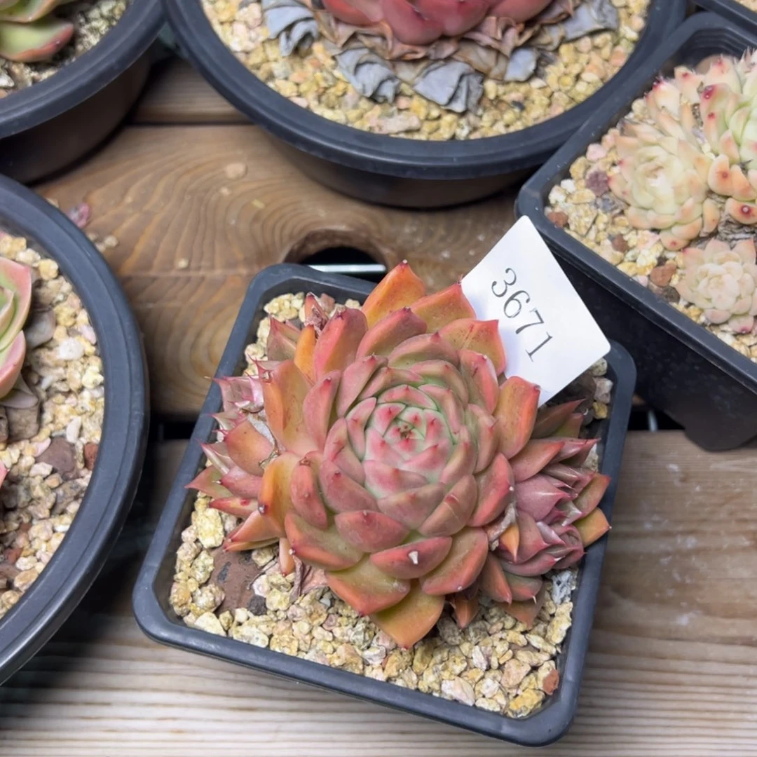 辣***情3671多肉多多多的的d