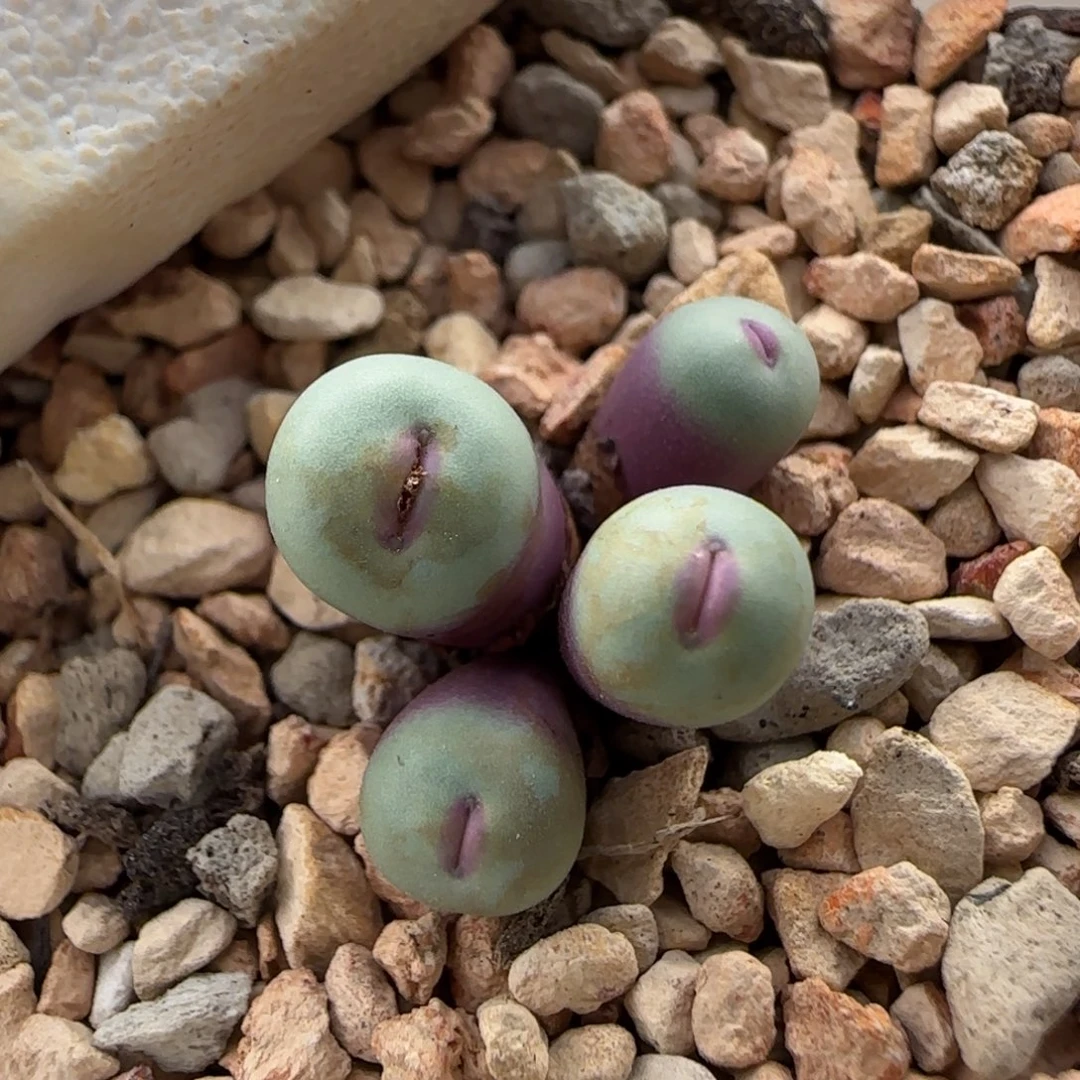 12-12-5-1双十二8折福利小型厚嘟嘟嘴0.7脱土