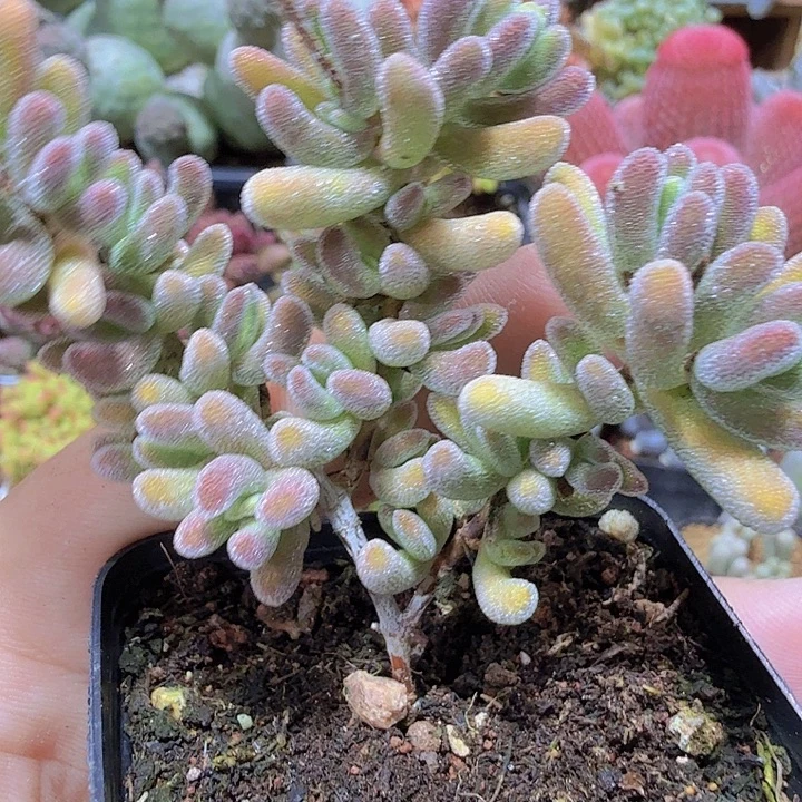 新品琉璃冰川王炸一颗