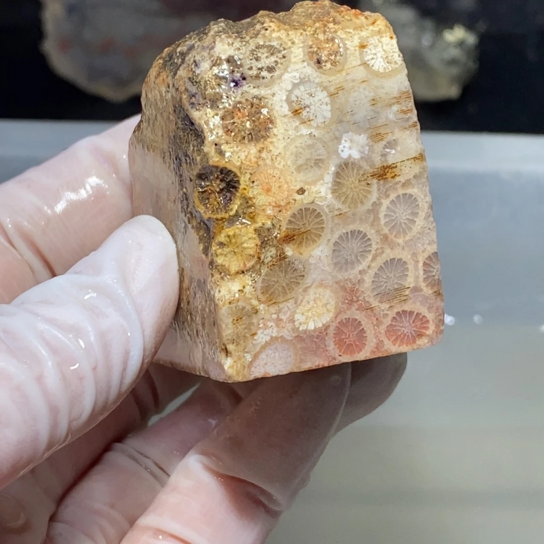 【闪购商品】硅化玉珊瑚玉未镶嵌