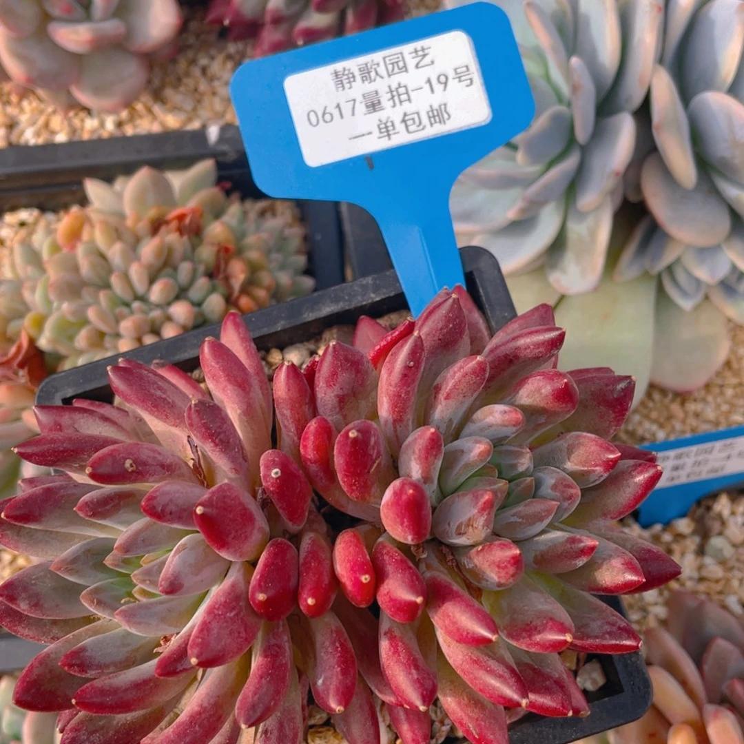 0617-19-双头虞美人福利一颗