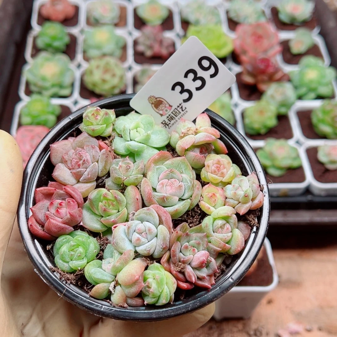 多肉植物多肉植物