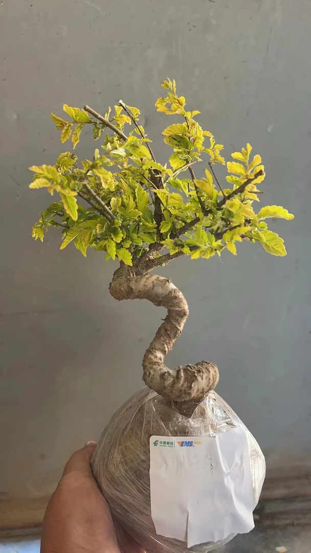 金叶榆室内杂木盆景美观适合办公室种植以实物为准老桩盆栽