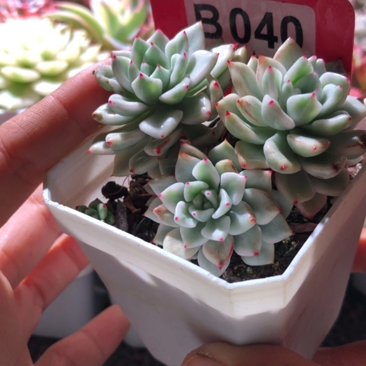 魅爪覆轮锦有根群生