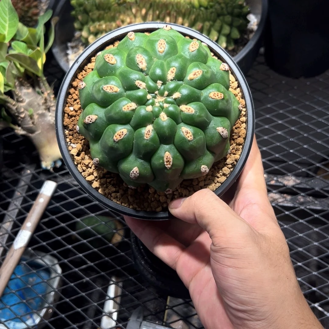实生佛头天地11.3cm（带盆