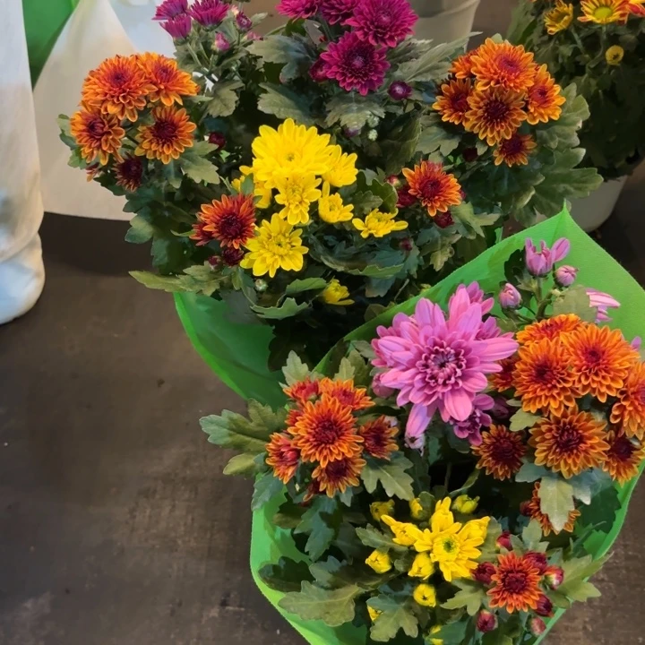 彩色荷兰菊盆栽带花