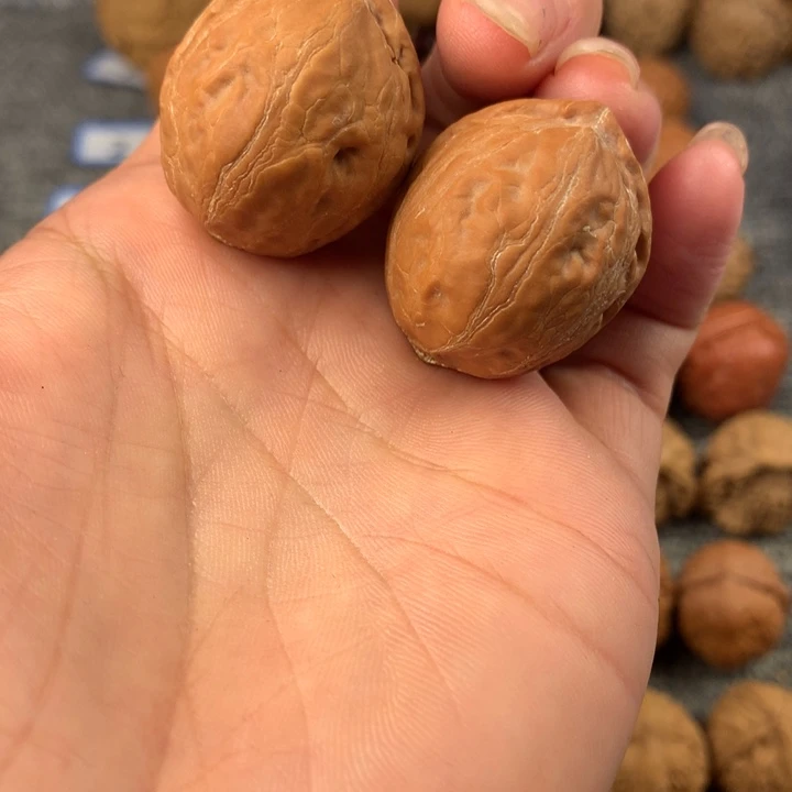 龙珠。