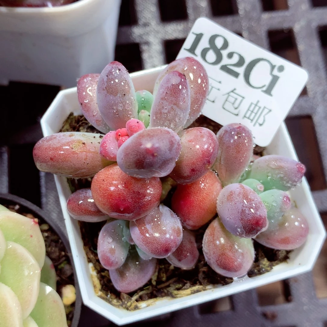 5厘米盆精控多肉182