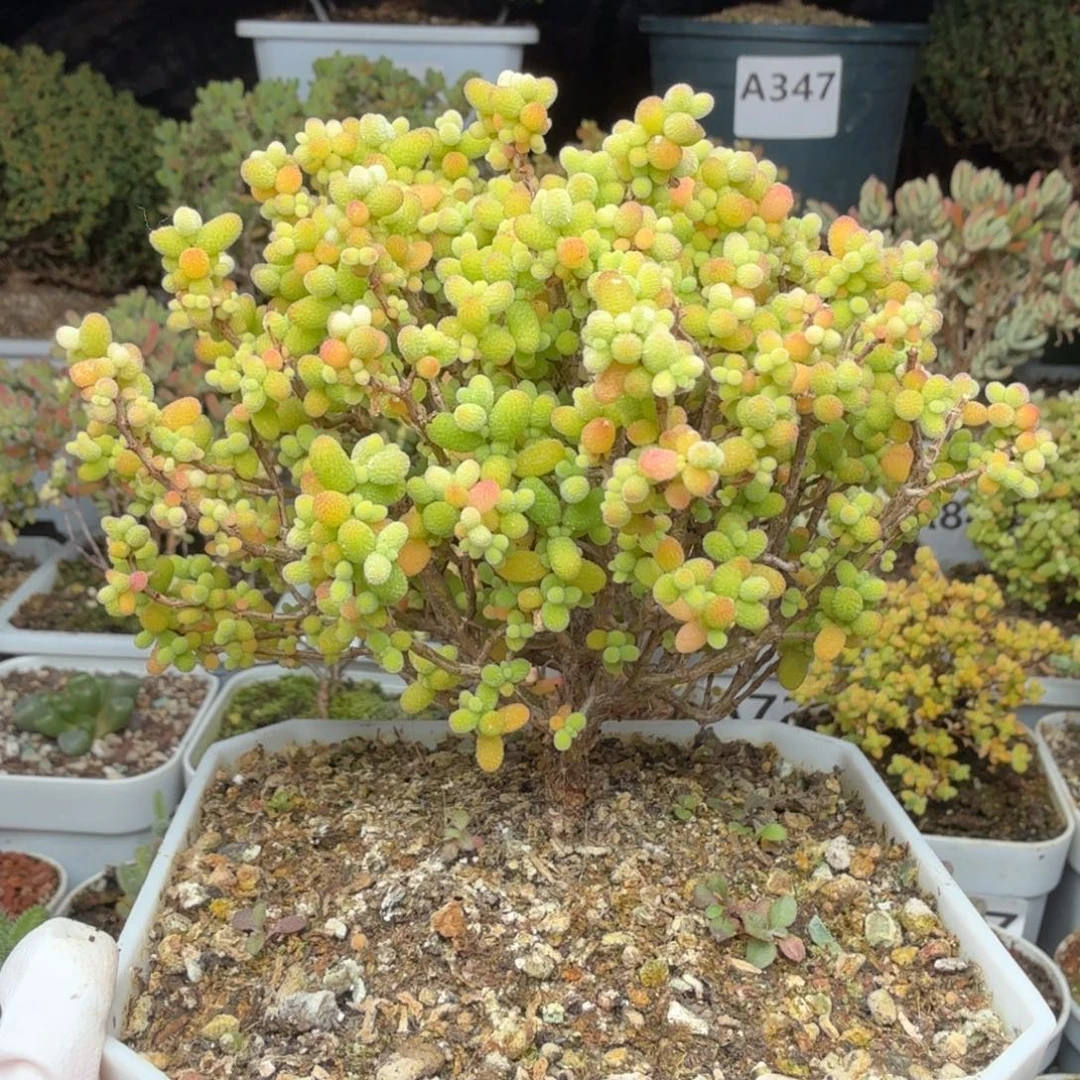 A416精控金桔糖球枝干