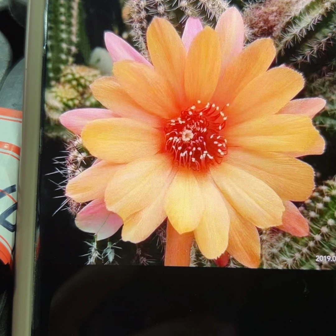 下115白檀水平梦根5公分左右脱盆发货20包邮