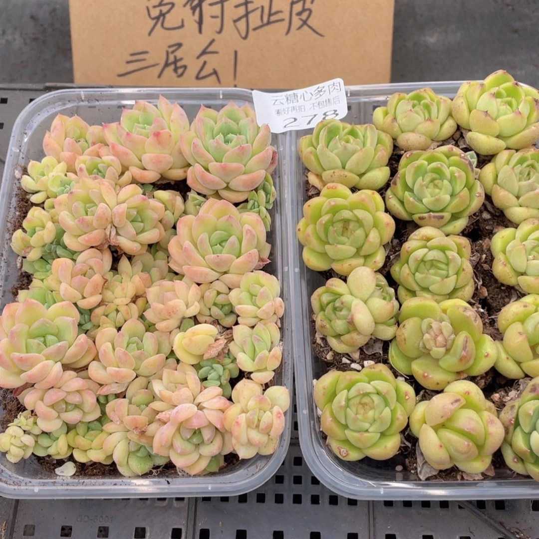 云糖心多肉植物278